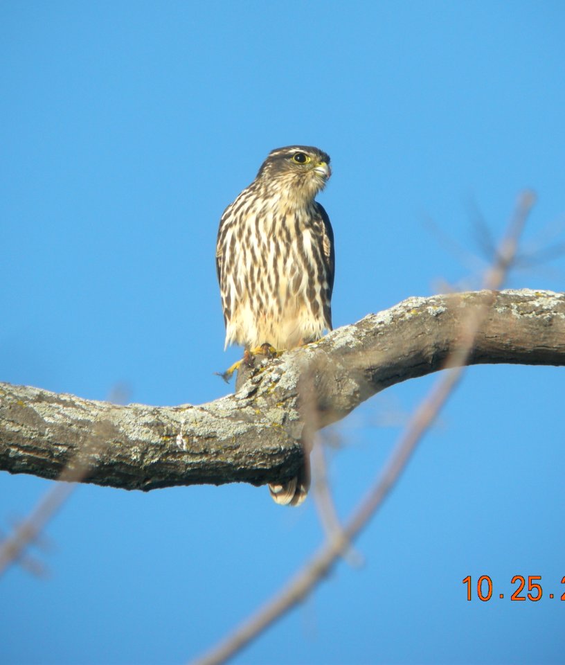 DSCN4708 c Merlin Wind Point WI 10-25-2014