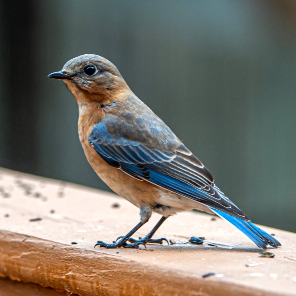 Day 53 - "The bluebird carries the sky on his back." ~ Henry David Thoreau