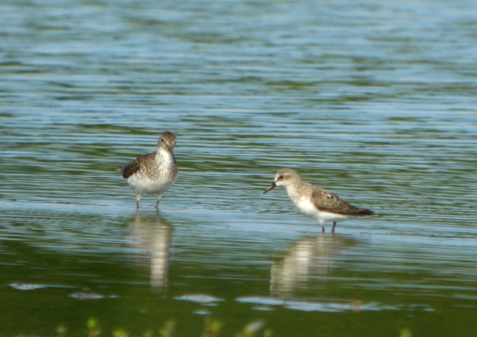 DSCN3693 c Solitary Sandpiper + Semipalmated Sandpiper (right)  Bourbonnais IL 7-25-2014