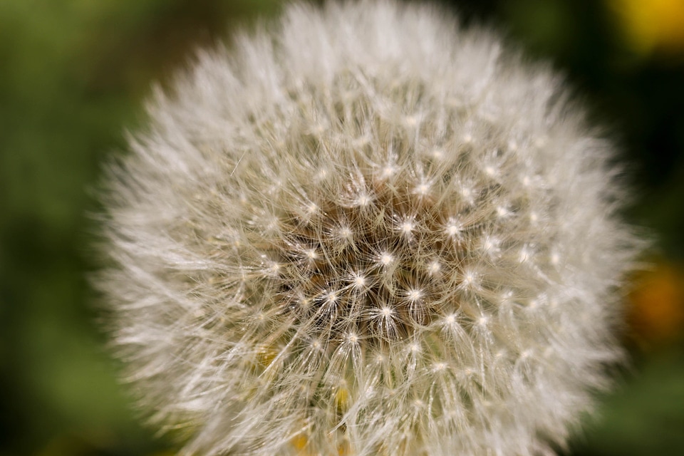 Flower plant nature