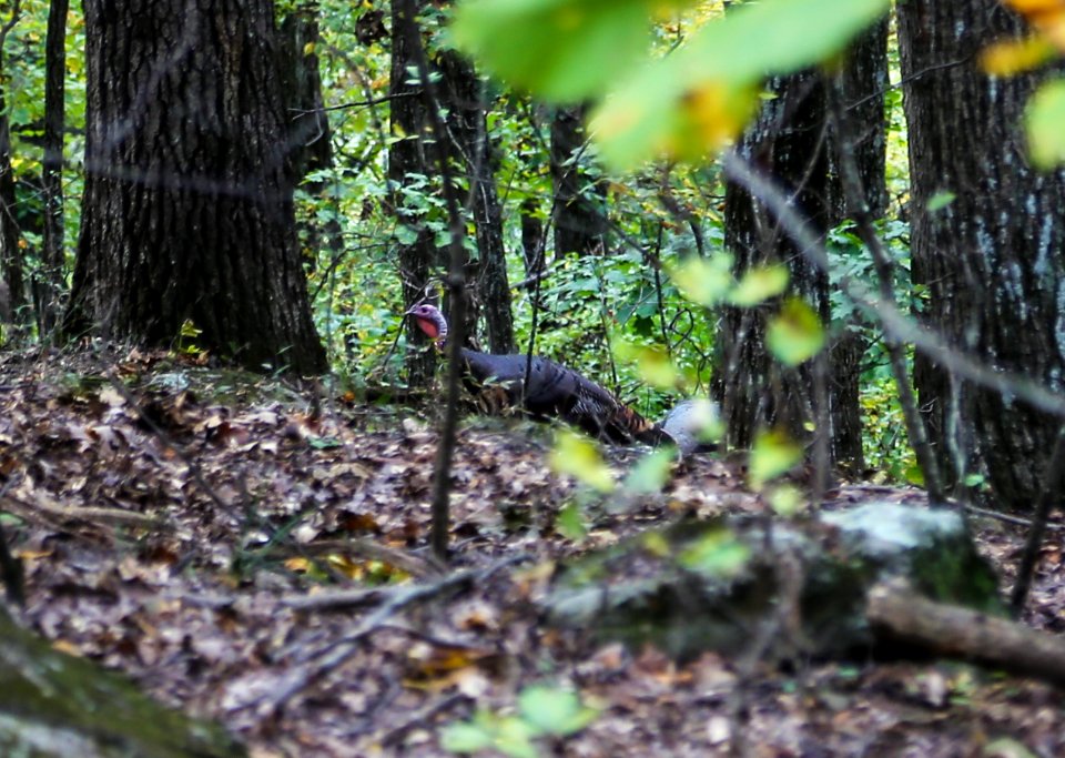 Wild Turkey on Kennesaw Mountain