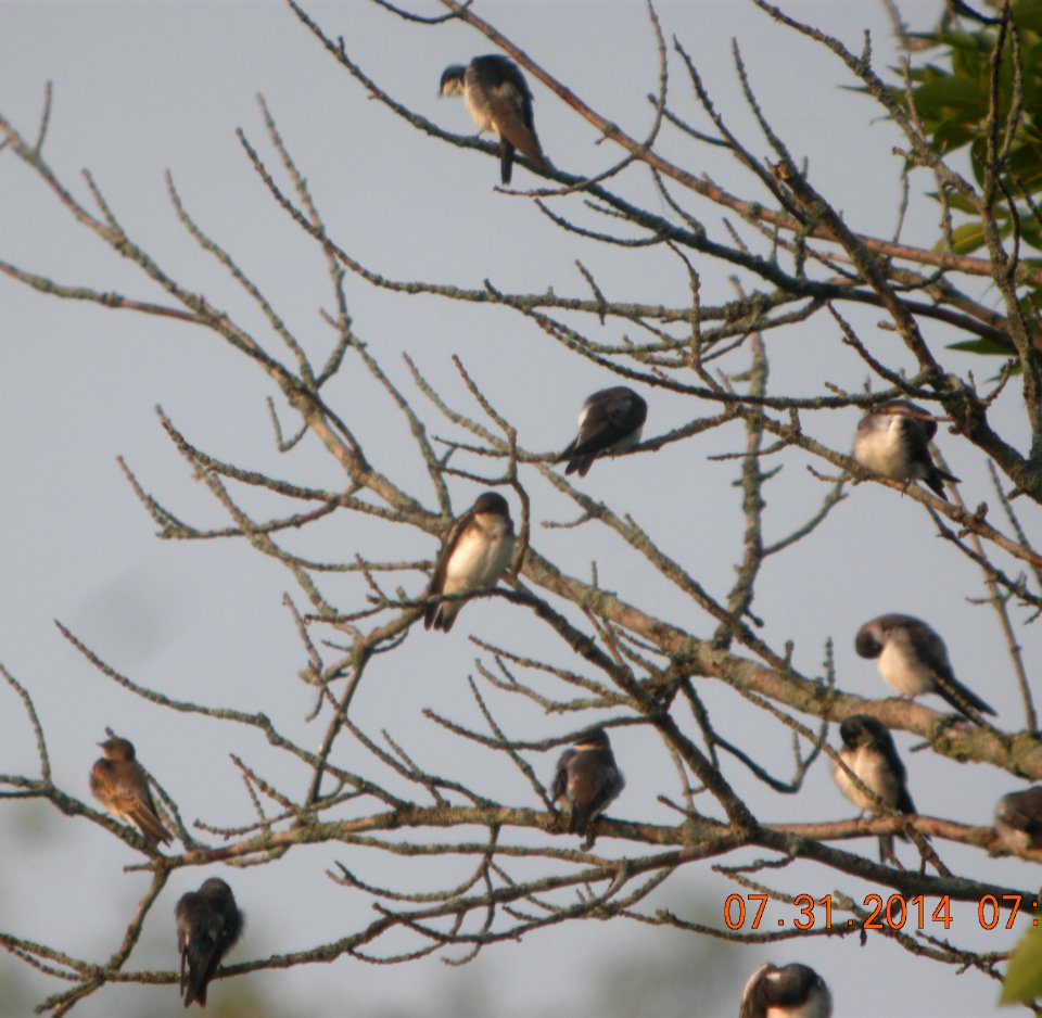 DSCN3744 c Tree Swallow LaSalle FWA IN 7-31-2014