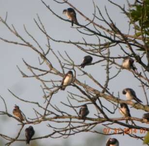 DSCN3744 c Tree Swallow LaSalle FWA IN 7-31-2014
