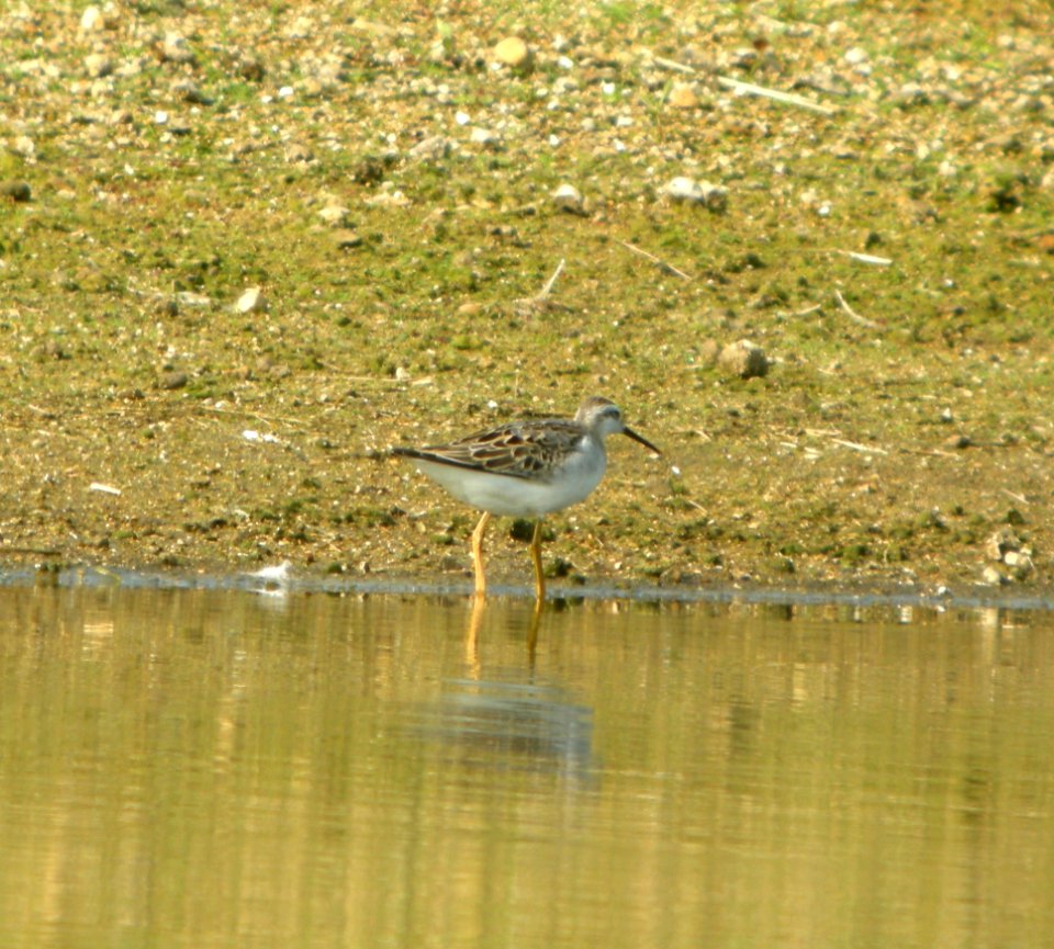 DSCN3972 c Wilson's Phalarope  Bourbonnais IL 8-20-2014