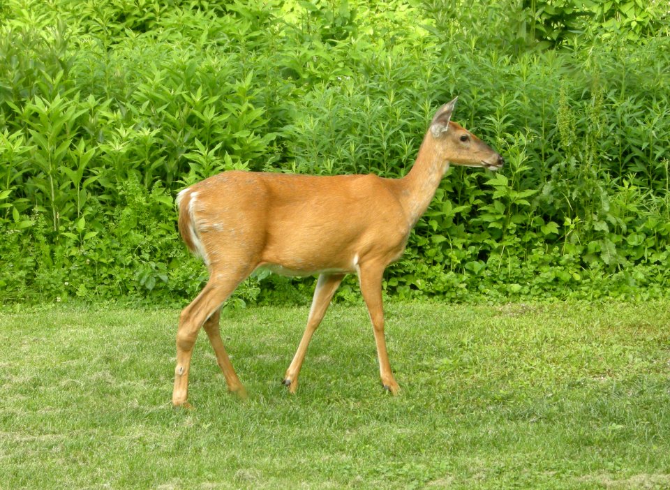 DSCN3400 c Backyard doe  Kankakee IL 6-9-2014