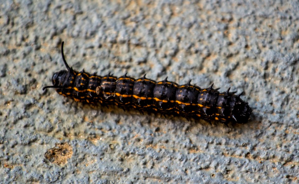 Anisota Senatoria