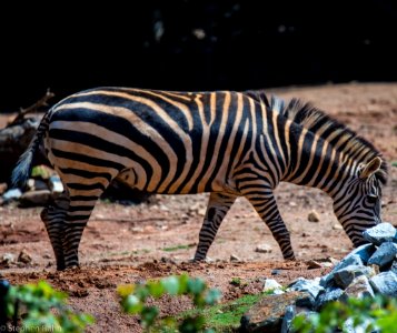 Zoo Atlanta Zebra photo