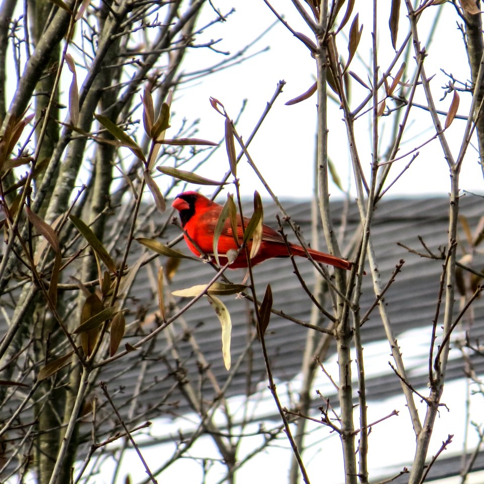 Cardinal in the Snow