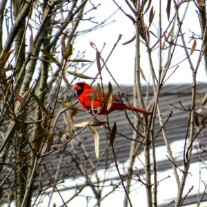 Cardinal in the Snow