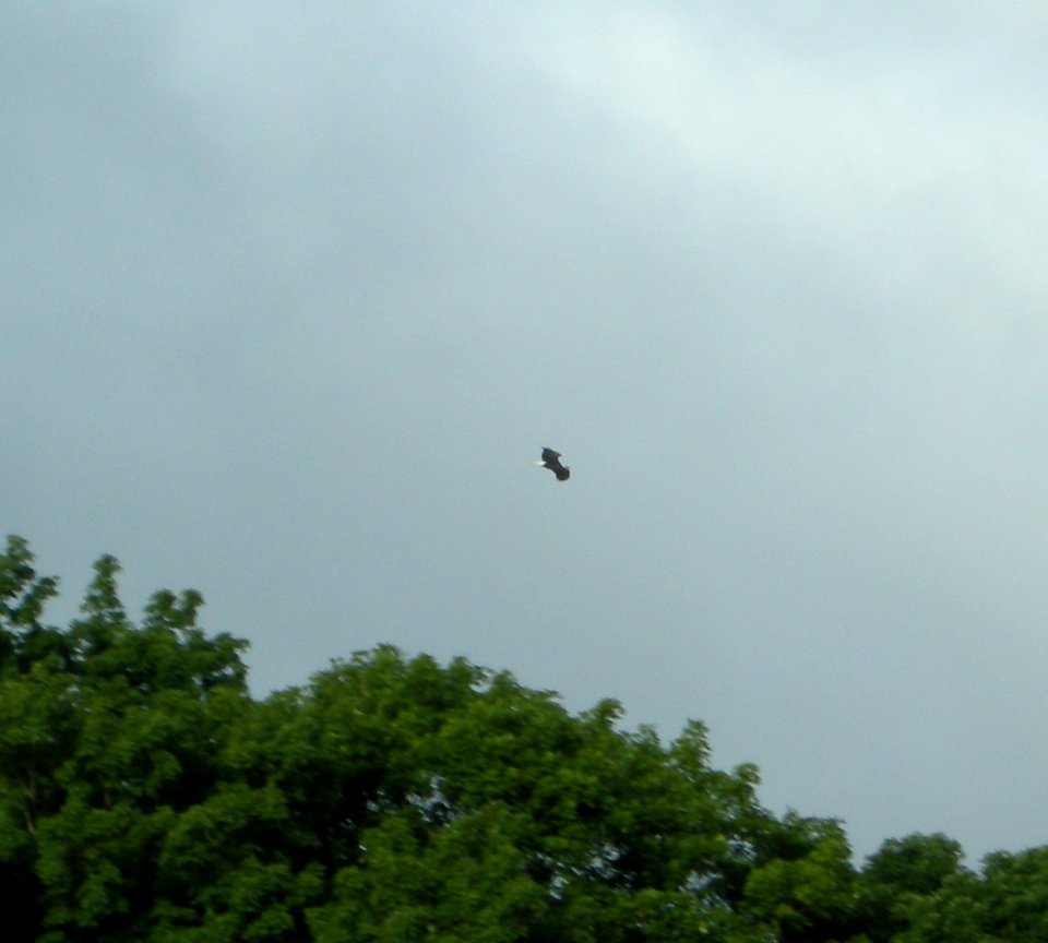 DSCN3589 c Bald Eagle  Kankakee IL 7-15-2014