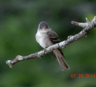DSCN3704 c Eastern Wood-Pewee  Kankakee IL 7-28-2014