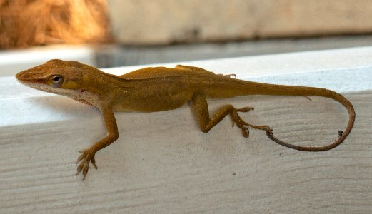 This lizard knows how to chill.