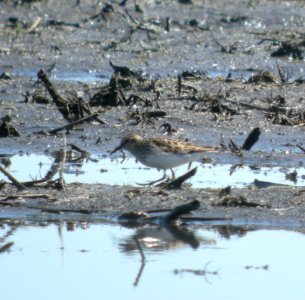 DSCN3408 c Least Sandpiper  Bourbonnais IL 6-5-2014