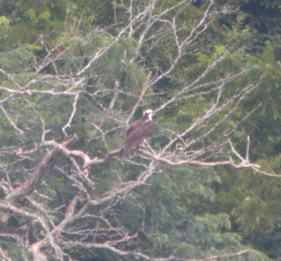 DSCN3786 c Osprey  Kankakee IL 8-1-2014