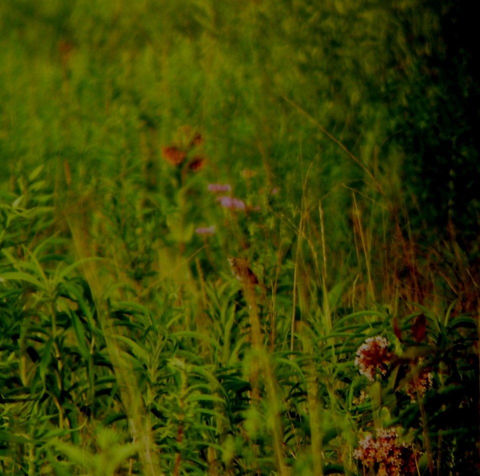 DSCN3599 c Henslow's Sparrow  Bourbonnais IL 7-18-2014
