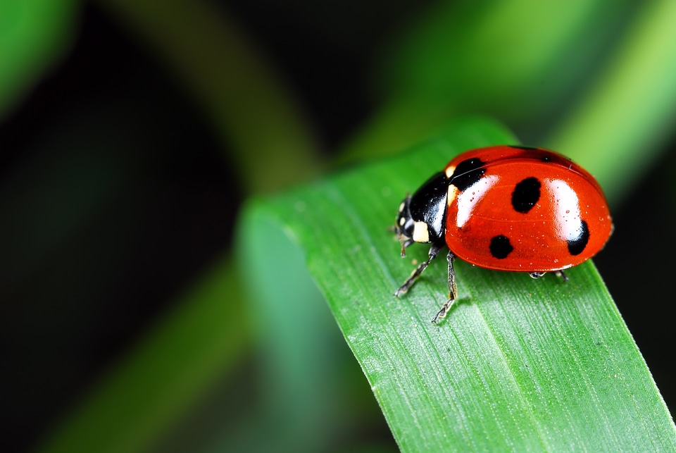 Insects affix macro