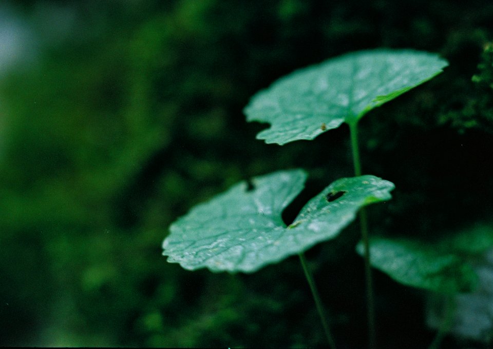 Exa + Tessar 2,8/50 - Transience Cycle