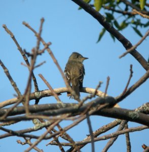 DSCN4088 c Eastern Wood-Pewee  Kankakee IL 8-25-2014