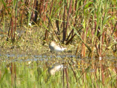 DSCN3568 c Least Sandpiper  Bourbonnais IL 7-11-2014.