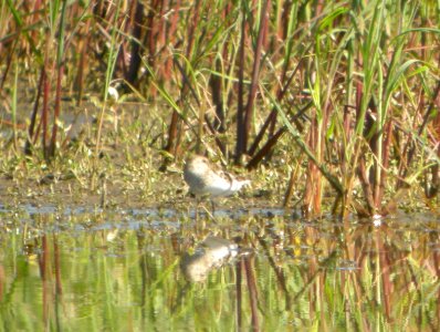 DSCN3568 c Least Sandpiper Bourbonnais IL 7-11-2014. photo