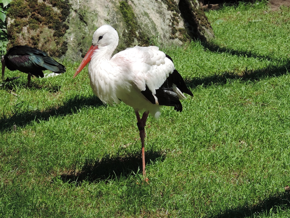 Black stork bird zoo