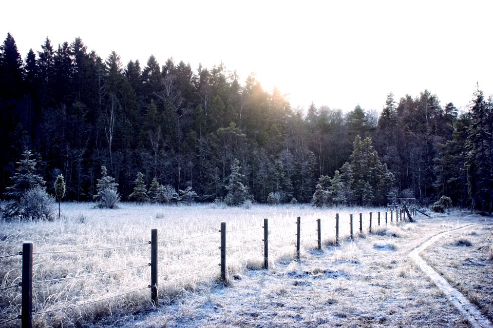 Frosty Swamp