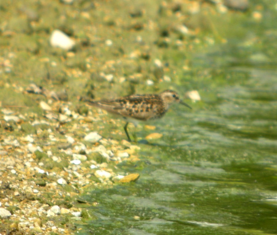 DSCN3788 c Least Sandpiper  Bourbonnais IL 8-2-2014