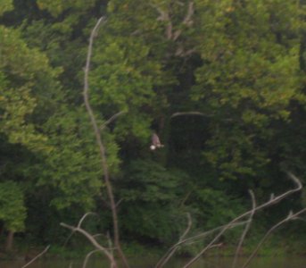 IMG 1573 c Bald Eagle  Bourbonnais IL 9-4-2014