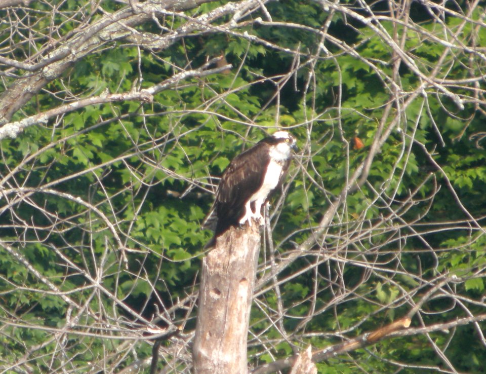 DSCN4101 c Osprey #1  Kankakee IL 8-25-2014