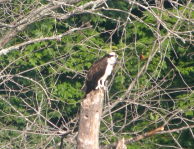 DSCN4101 c Osprey #1  Kankakee IL 8-25-2014