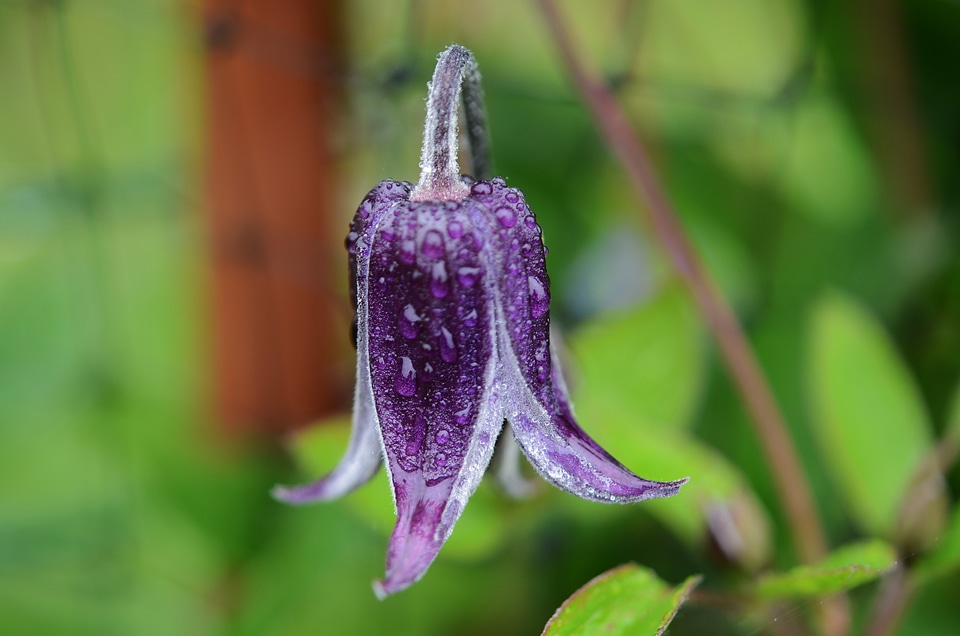 Nature lily spring