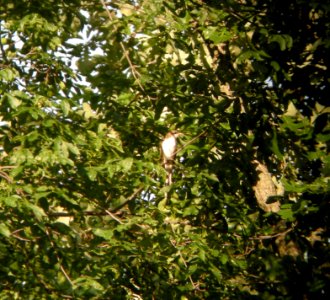 DSCN3484 c Yellow-billed Cuckoo  Kankakee IL 6-24-2014 (Photo thru bins)