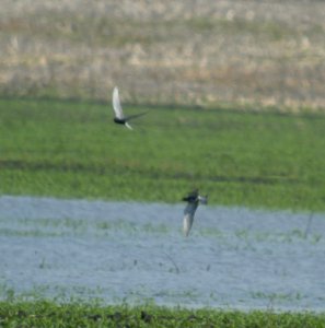 DSCN3433 c Black Tern Bourbonnais IL 6-12-2014 photo