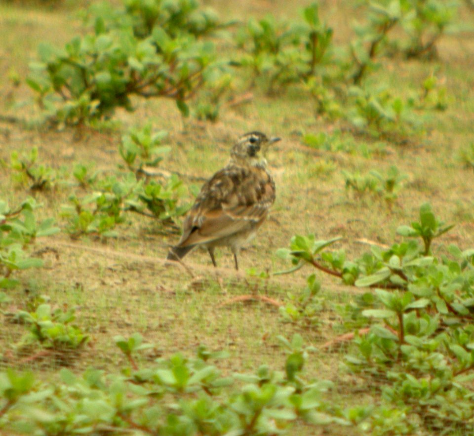 DSCN3894 c Horned Lark  Momence IL 8-10-2014