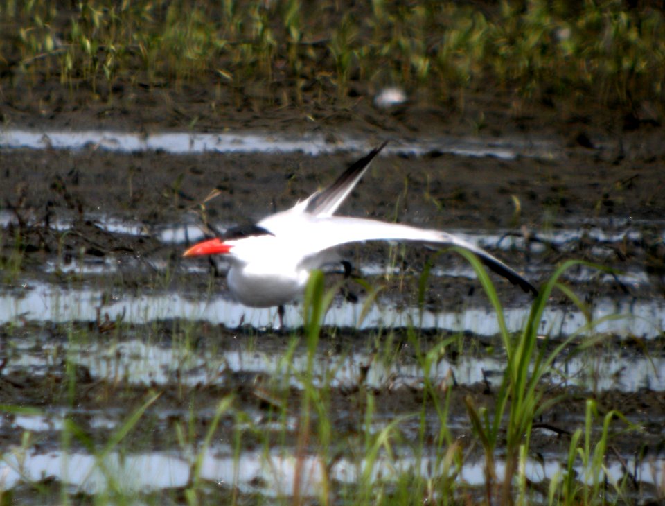 DSCN3566 c Caspian Tern  Bourbonnais IL 7-18-2014