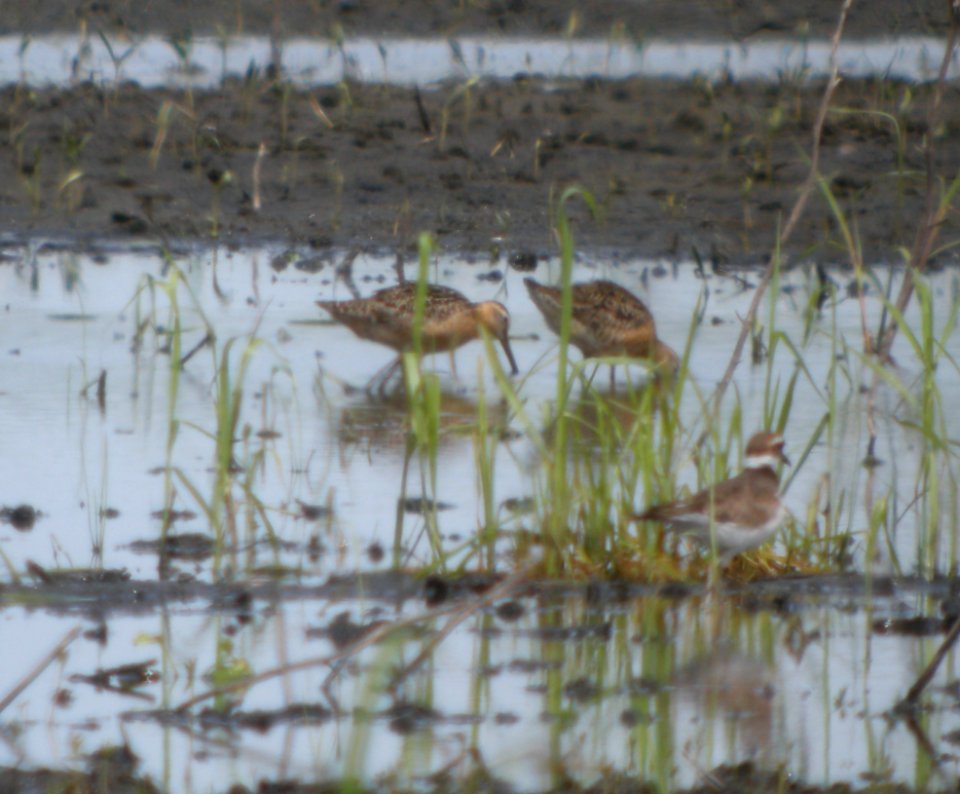 DSCN3553 c Dowitcher Whispering Willows Bourbonnais IL 7-18-2014