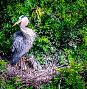 Blue Heron with Chicks
