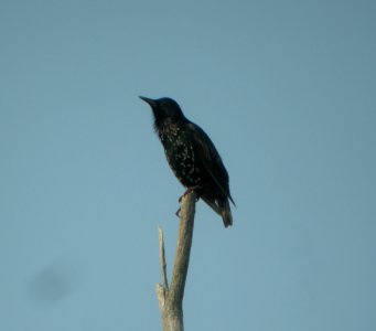 DSCN3759 c European Starling LaSalle FWA IN 7-31-2014