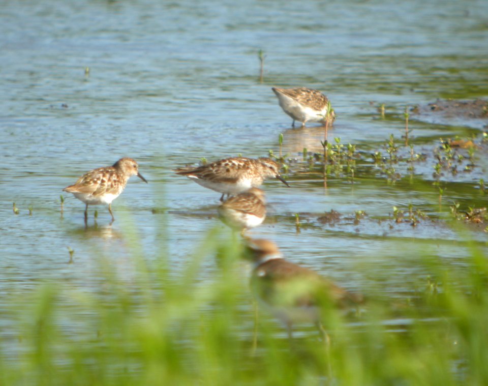 DSCN3687 c Least Sandpiper  Bourbonnais IL 7-23-2014