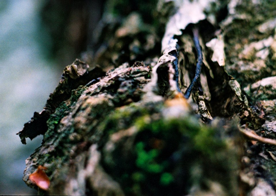 Exa + Tessar 2,8/50 - Transience Cycle
