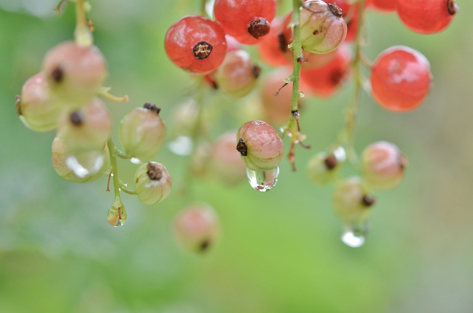Drop nature wet