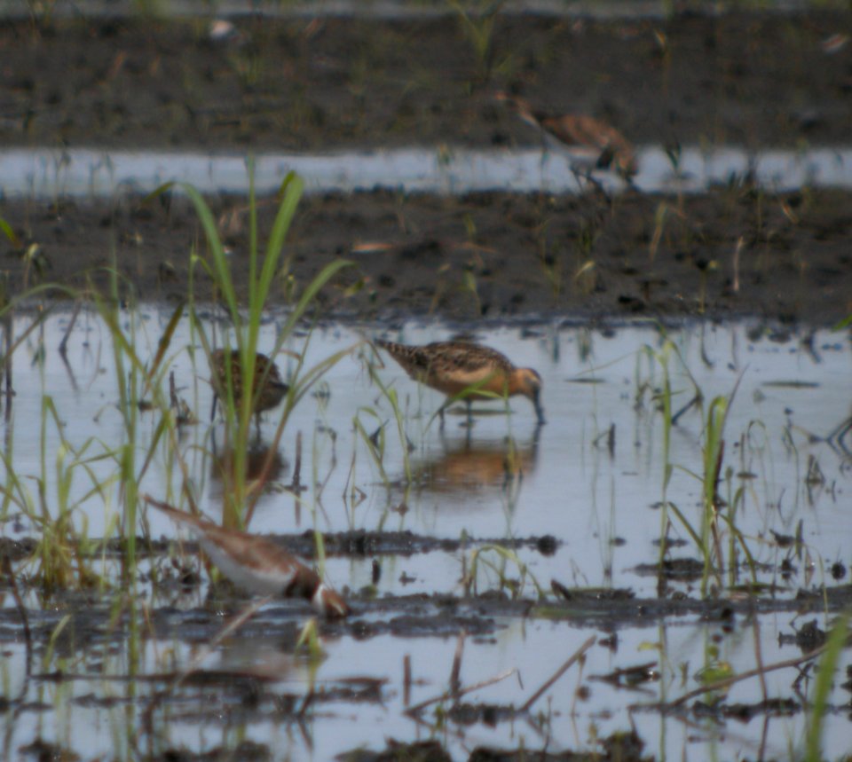 DSCN3550 c Dowitcher Whispering Willows Bourbonnais IL 7-18-2014