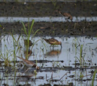 DSCN3550 c Dowitcher Whispering Willows Bourbonnais IL 7-18-2014