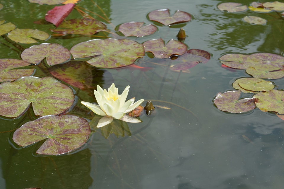Teichplanze water lily nuphar