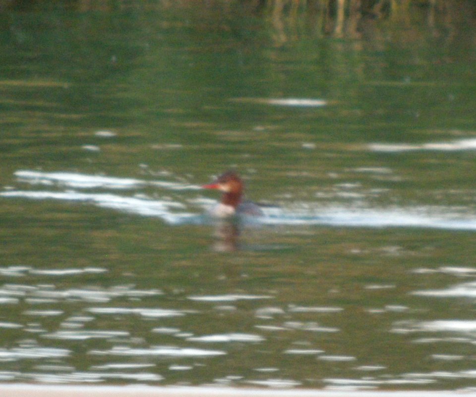 DSCN3392 c Common Merganser  Braidwood Lake IL 6-3-2014