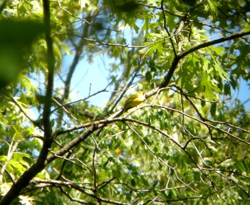 DSCN3312 c Kentucky Warbler  Kankakee Co IL 5-24-2014 (Photo thru bins)