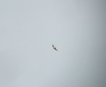 DSCN3334 c Common Nighthawk  Kankakee IL 5-27-2014 (Photo thru bins)