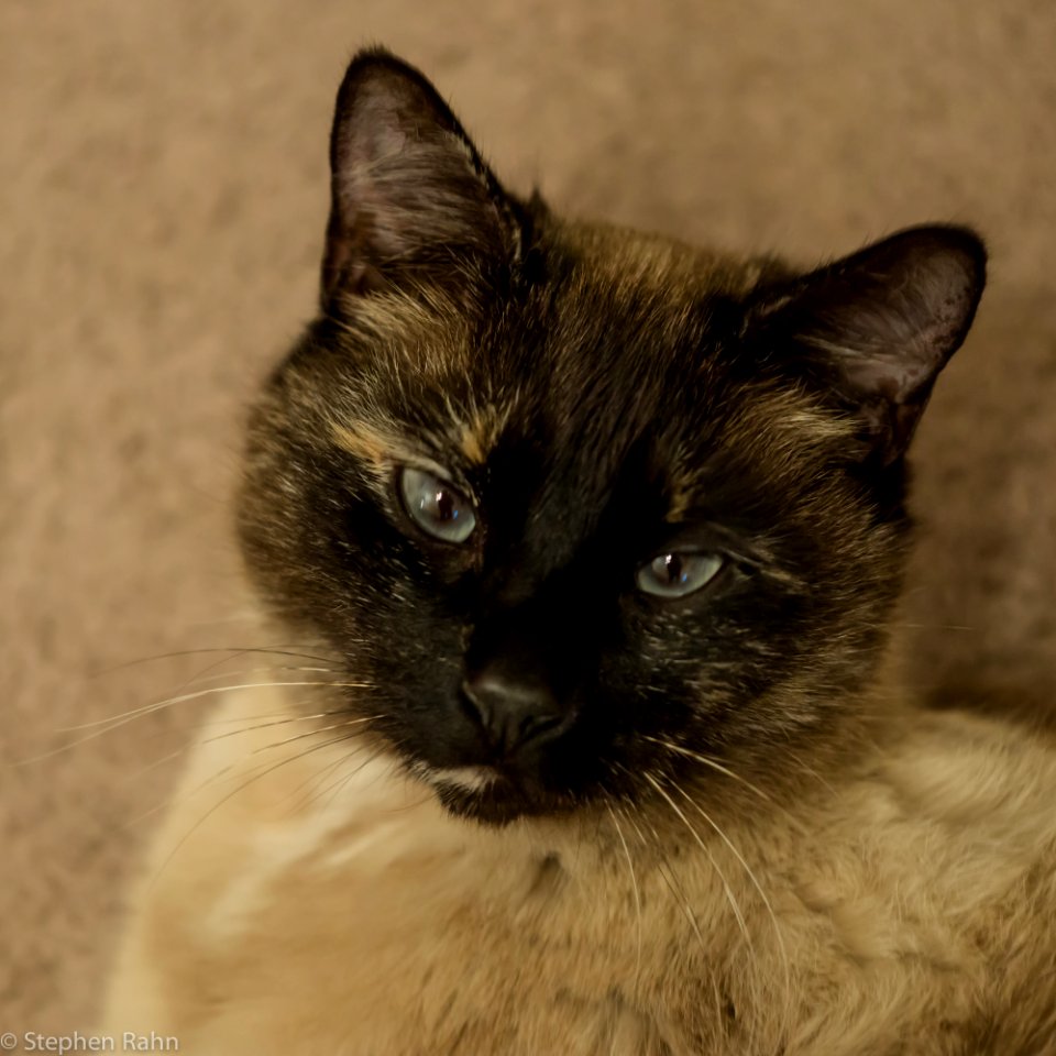 I believe cats to be spirits come to Earth. A cat, I am sure, could walk on a cloud without coming through. Jules Verne