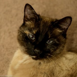 I believe cats to be spirits come to Earth. A cat, I am sure, could walk on a cloud without coming through. Jules Verne