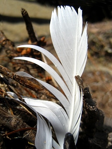 Feather white nature